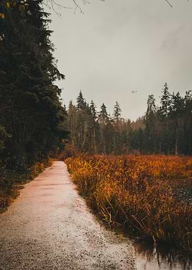 Autumn Path Beside a Marshy Lake Near Vancouver