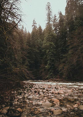 Misty Forest River with Rocky Shore Near Vancouver