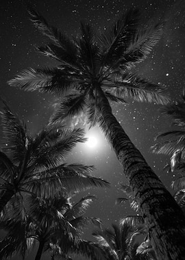 Palm Trees Under a Starry Night Sky