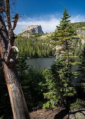 Mountain Lake with Pine Trees