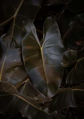 Dark Tropical Leaves