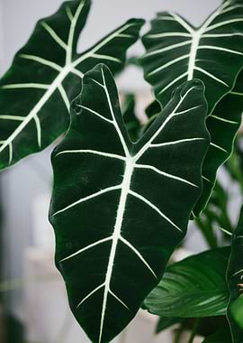 Alocasia Polly leaf detail