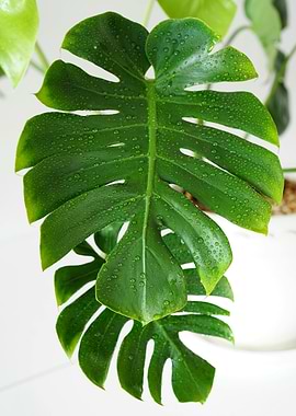 Monstera Leaf with Water Droplets