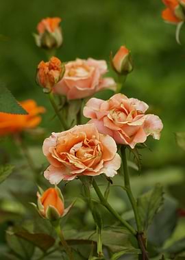 Peach Roses and Buds