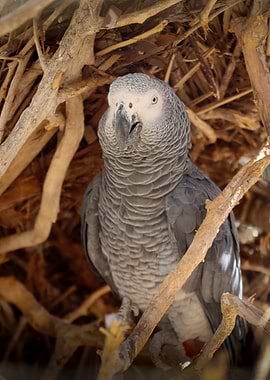 African Grey Parrot in Nest