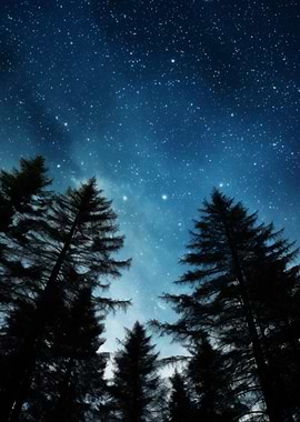 Starry Night Sky Over Forest