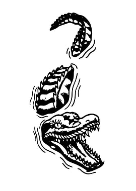 Alligator emerging from water