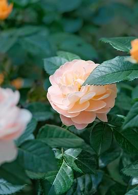 Soft Peach Rose in Bloom