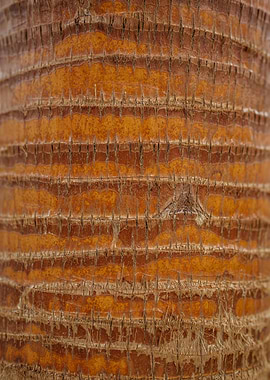 Close-up of Coconut Tree Bark Texture