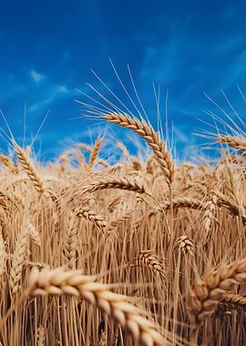 Wheat Field Under Blue Sky