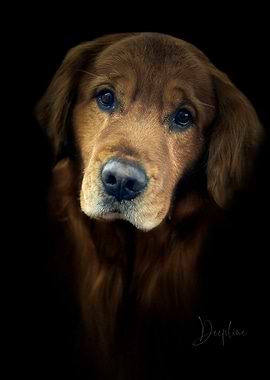 Golden Retriever Dog Portrait