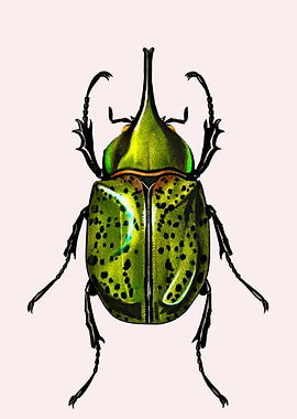 Green Beetle Illustration