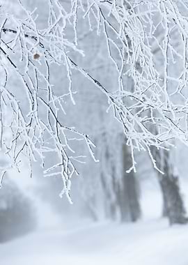 Frosted Tree Branches in Winter, Poland