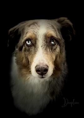 Australian Shepherd Portrait - Shadow Series by Deepline