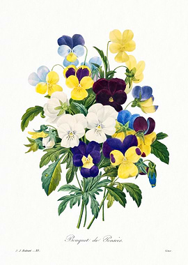 Bouquet of Pansies Botanical Illustration
