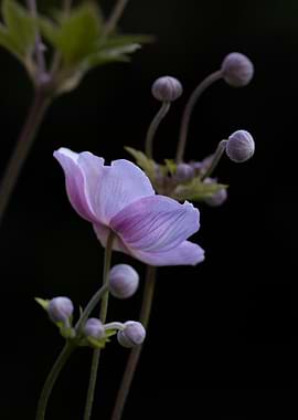 Delicate Pink Anemone Flower and Buds