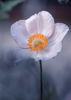 Delicate Pink Anemone Flower