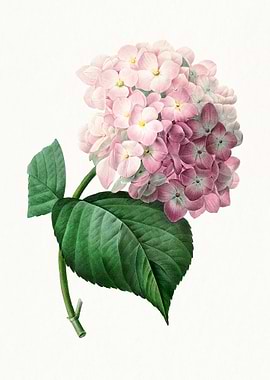 Pink Hydrangea Flower Illustration