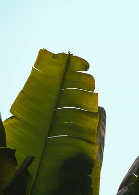 Close-up of Banana Leaves Against Sky