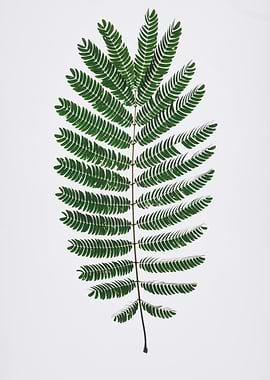 Green Fern Leaf on White Background
