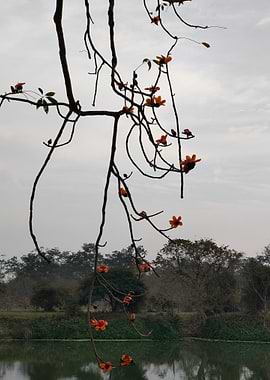 Orange Flowers on Tree Branches Over Water