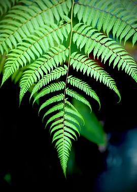 Close-up of a vibrant green fern frond