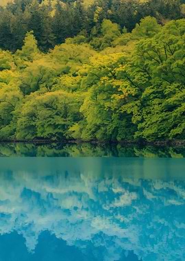 Forest Reflected in Calm Water