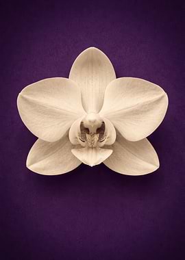 Single White Orchid on Purple Background