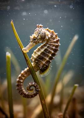 Seahorse on a blade of grass