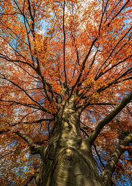 Majestic Copper Beech Tree