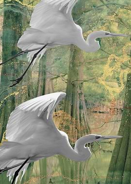 Two Egrets in a Cypress Swamp