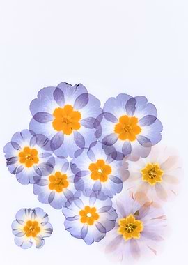 Pressed Flowers Arrangement