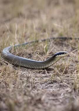 Snake in dry grass