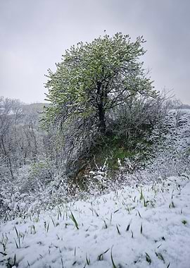 Snow-Covered Spring Tree