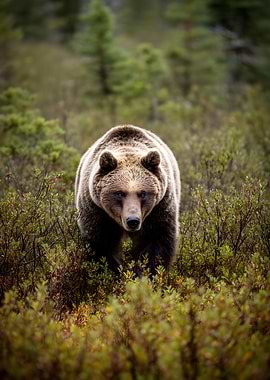 Brown bear walking through bushes