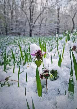 Spring Snow on Wildflowers