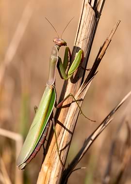 Praying Mantis on Dry Stalk