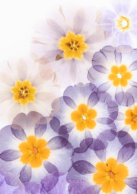 Overlayed Purple and White Flowers