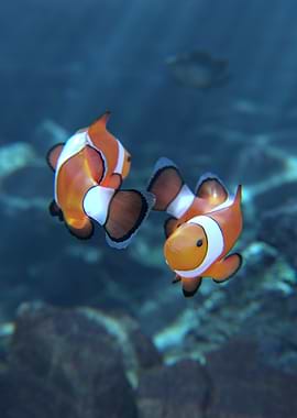 Two Clownfish Swimming Underwater