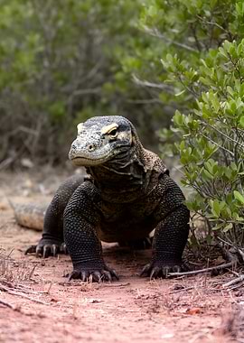 Komodo Dragon in Natural Habitat