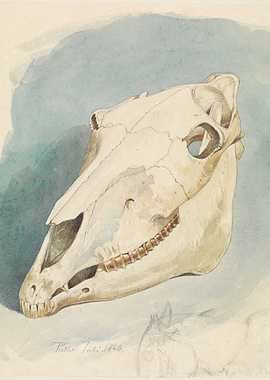 Watercolor painting of a horse skull