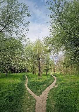 Forking Path in a Lush Forest