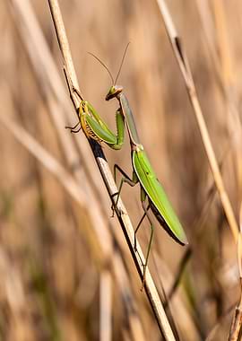 Praying Mantis on Dry Stalks