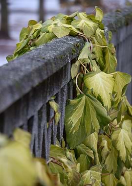 Ivy on a Wooden Fence