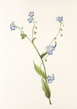 Forget-Me-Nots Botanical Illustration,mary vaux walcott