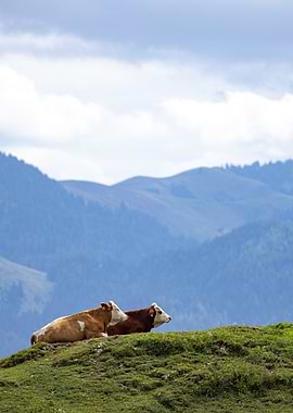 Cows resting on a grassy mountain ridge