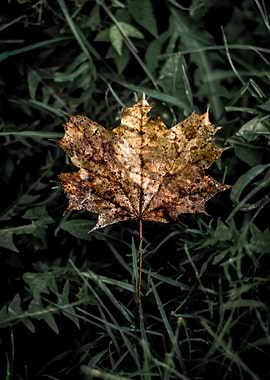 Autumn Maple Leaf on Grass