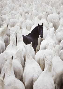 Black horse among white horses