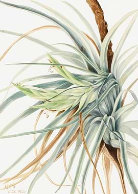 Botanical Illustration of a Tillandsia Plant, mary vaux walcott