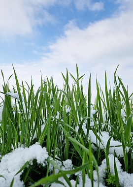 Green Grass with Snow and Sky